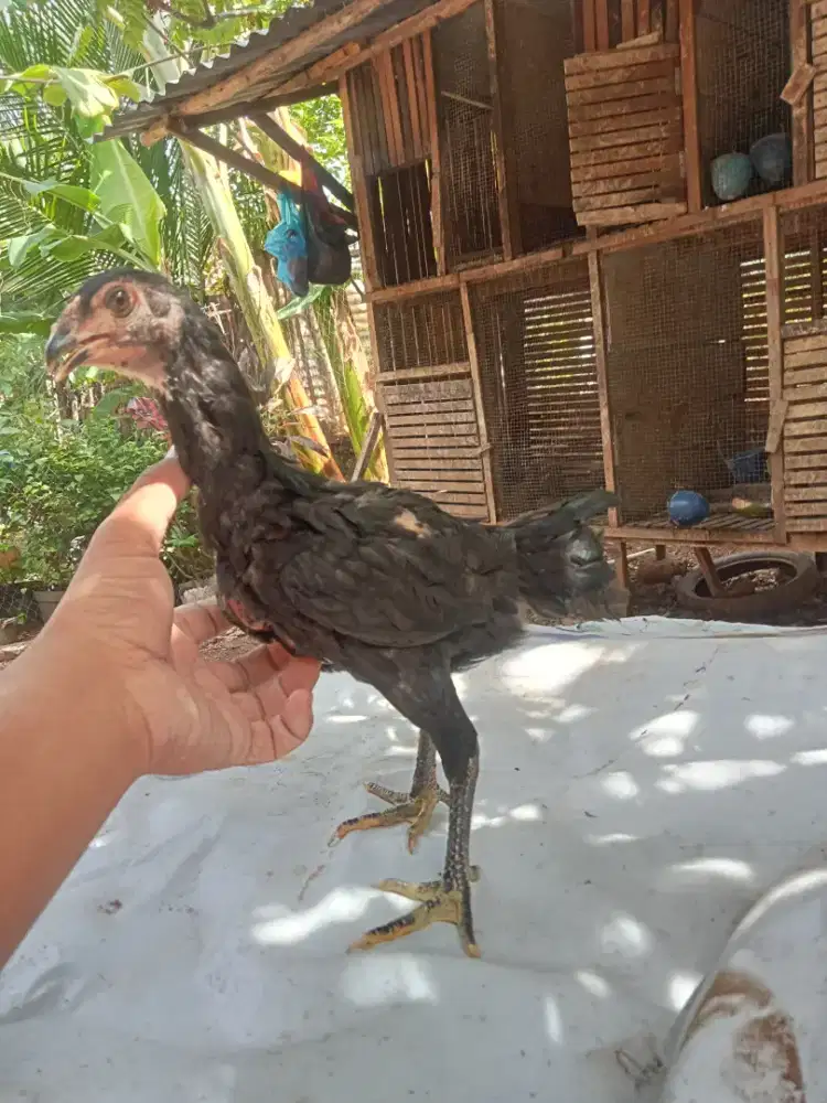 Anak ayam magon super usia 2 bulan lebih