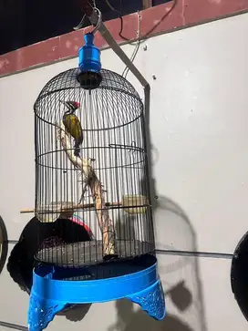 Burung pelatuk bawang
