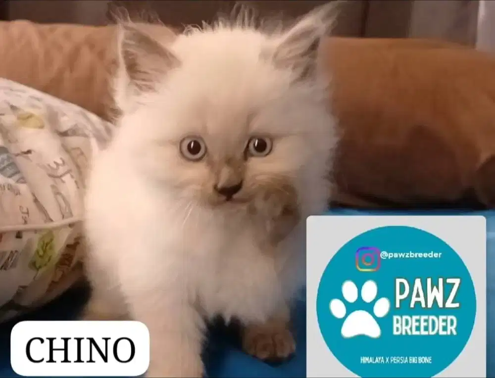 Himalaya X Persia Big Bone