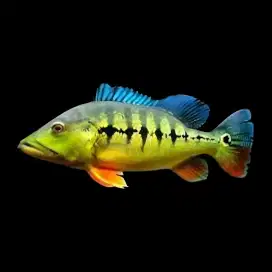Pb455 Intermed1a 20cm