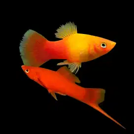 Platy Sunkist Pair (Pasangan)
