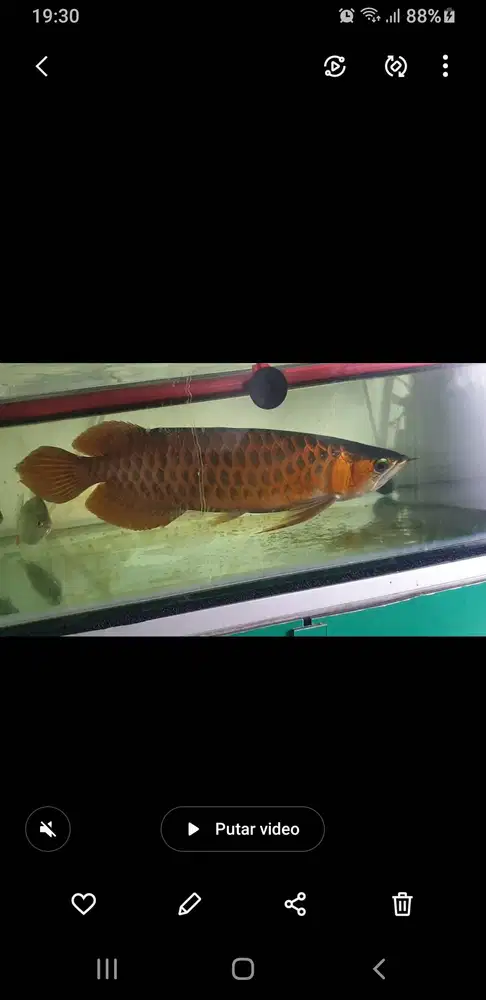 Ikan arwana super red