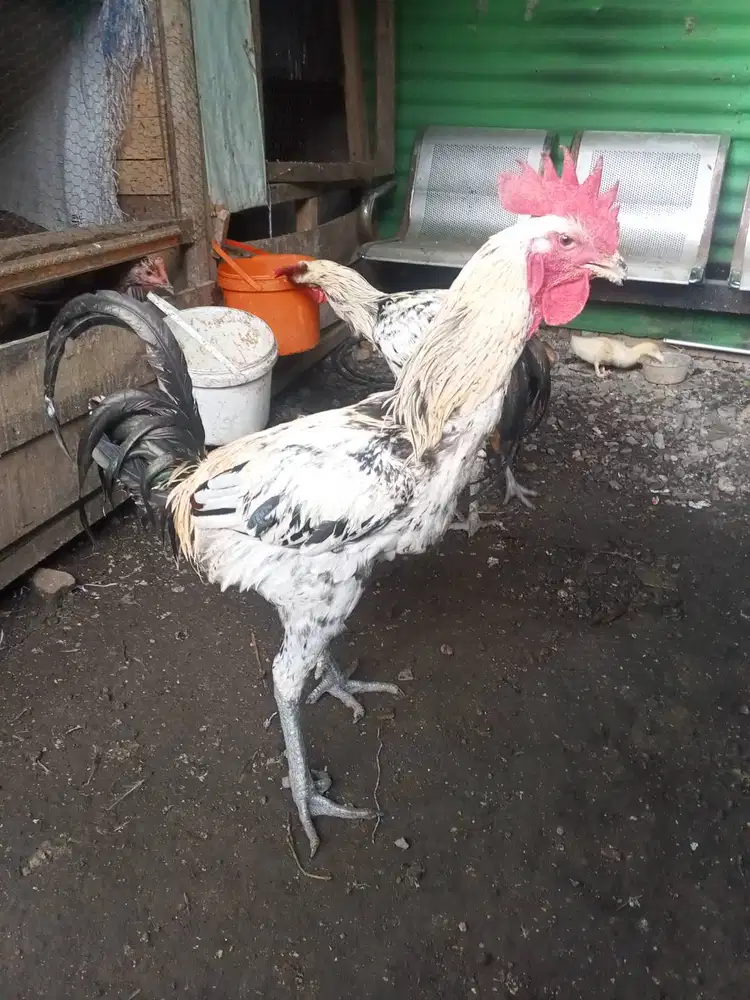 Ayam pelung ,jajangkar ..dan biang siap ternak ,,trah mantaf