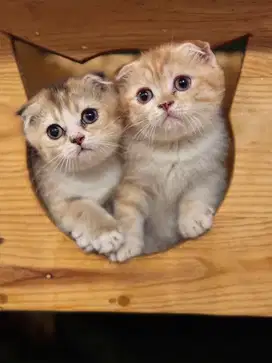 Kitten scotish fold bsh golden murah