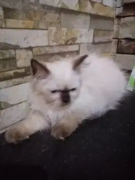 Kitten Himalaya Sealpoint usia 4 bulan, Betina