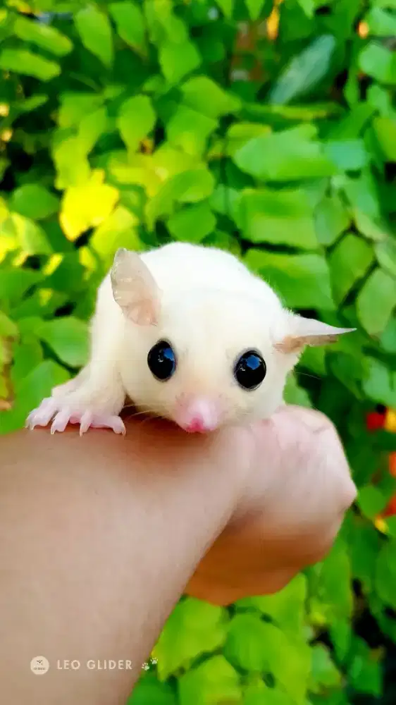 Sugar Glider Leucistic Joy