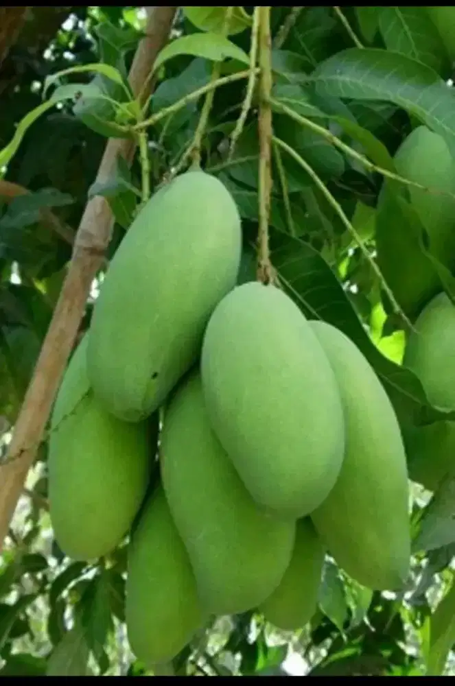 Mangga muda golek dari pohon