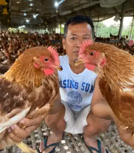Ayam pullet ras petelur