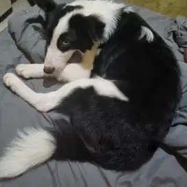 Anjing border collie