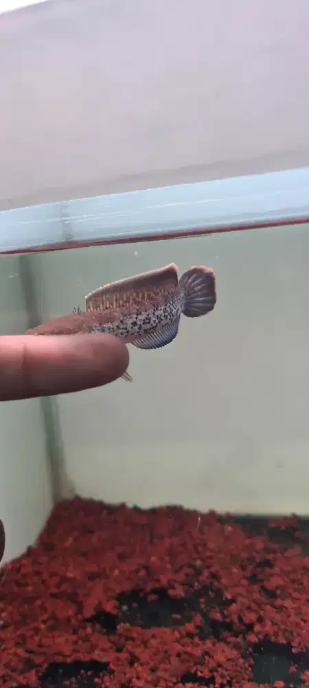 Stewarti -+ 9-10 cm