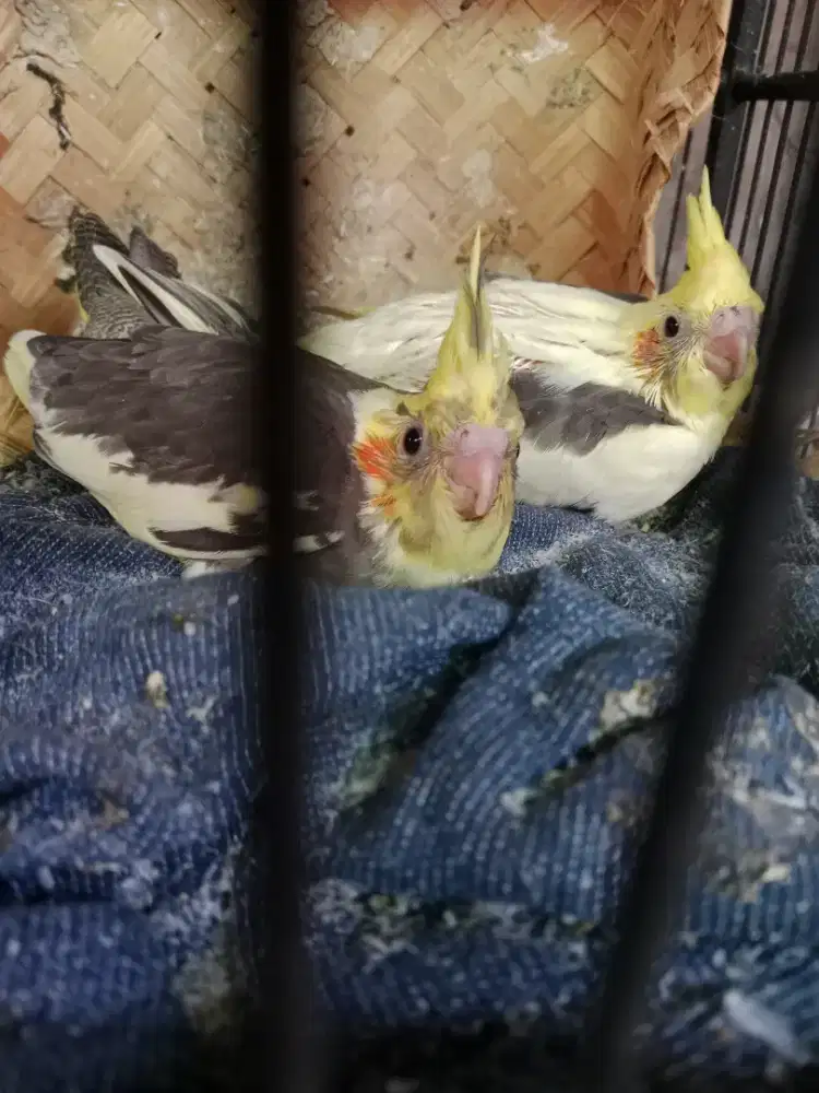 Burung falk lolohan