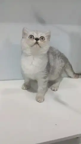 BRITISH SHORTHAIR/BSH SILVER
