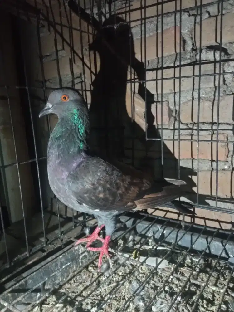 Merpati kolong jantan