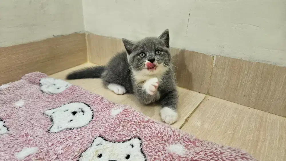 Kitten Scottish Fold X BSH Bico Betina