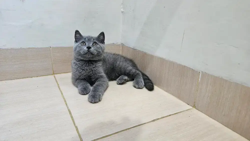 Kitten Scottish Fold X BSH