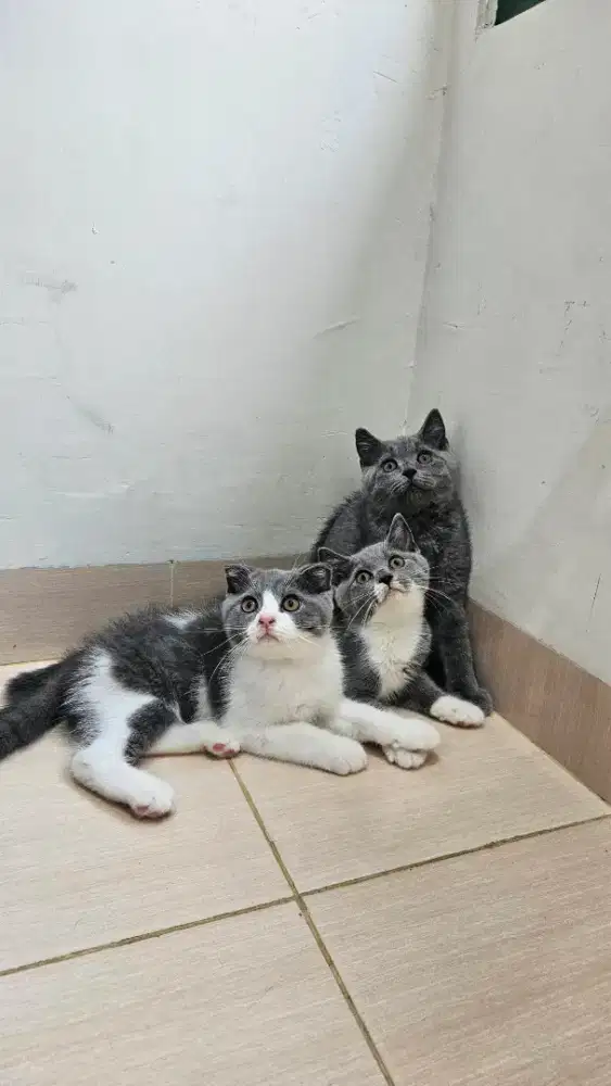 Kitten Scottish Fold X BSH
