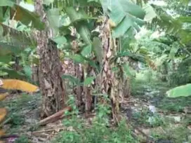 TANAH DI KELURAHAN KEMUNING, TARIK SIDOARJO