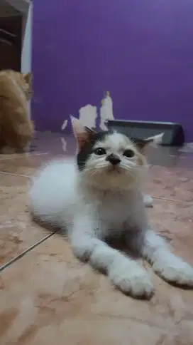 RAS CAMPURAN BSH DAN RAGDOLL