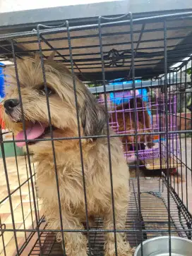 Dicari adopter, karna sudah kebanyakan.