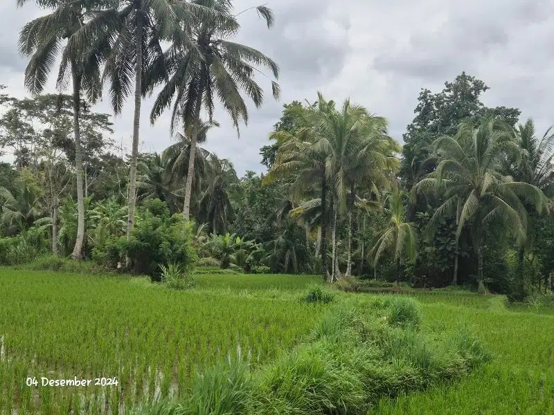 Tanah dijual view sawah  Lokasi Kenderan Ubud