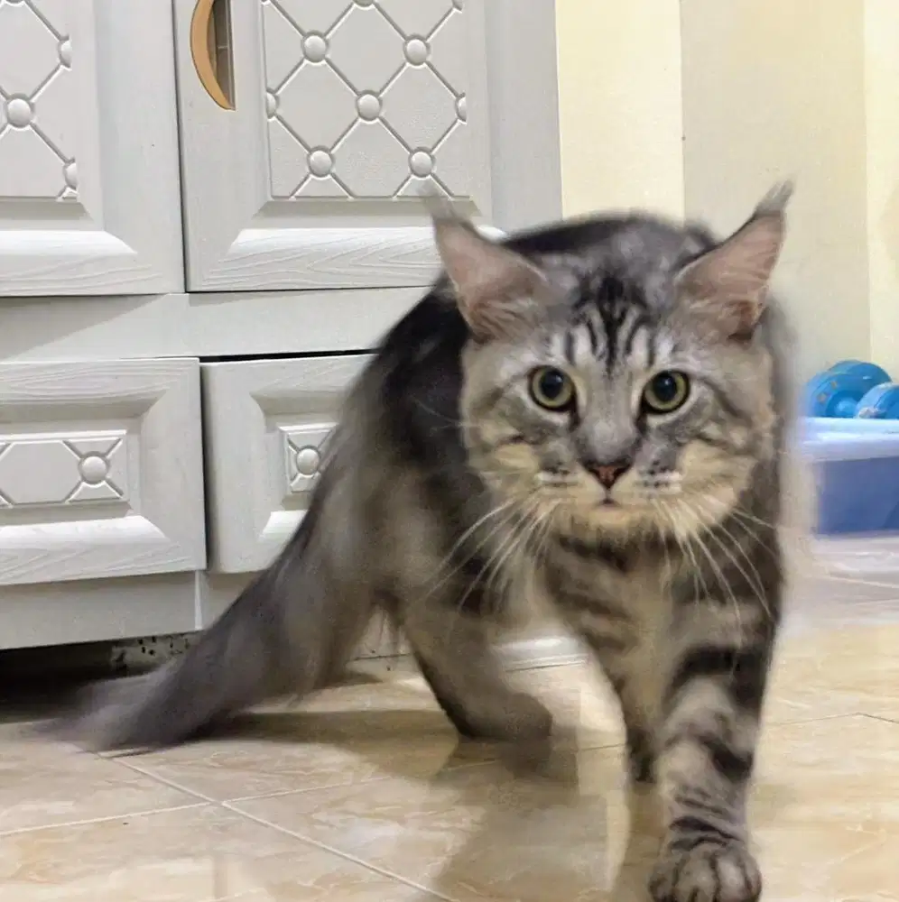 Kucing mainecoon