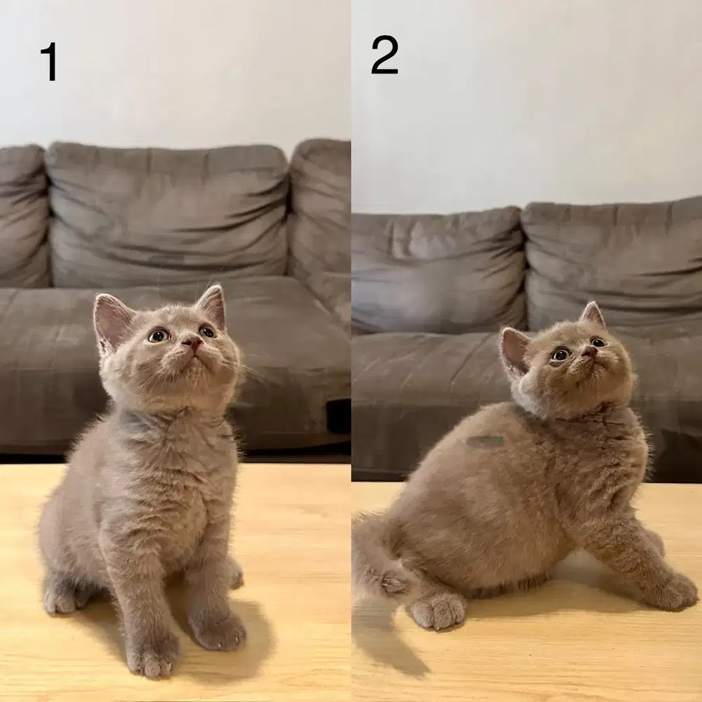 Kitten British Shorthair BSH Lylac Jantan