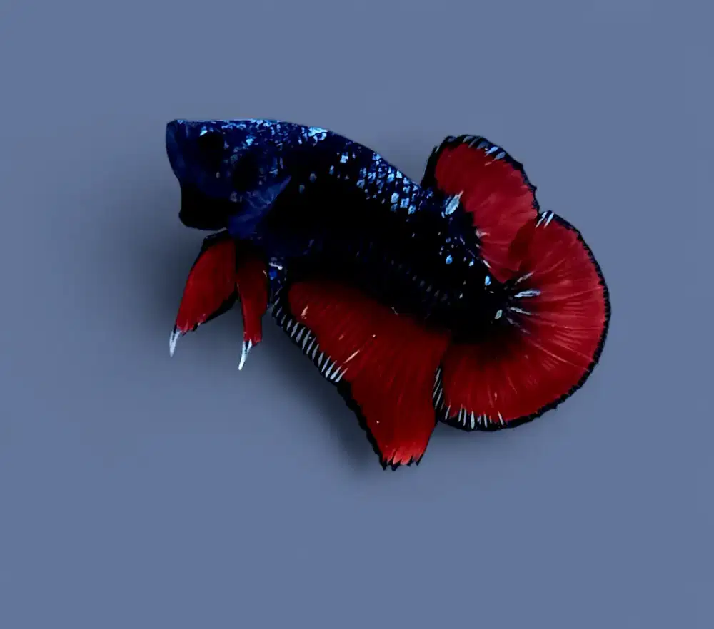 ikan cupang giant avatar vampire