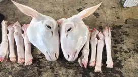 Kepala Kambing 1 Set