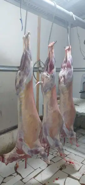 Karkas Kambing Gemuk