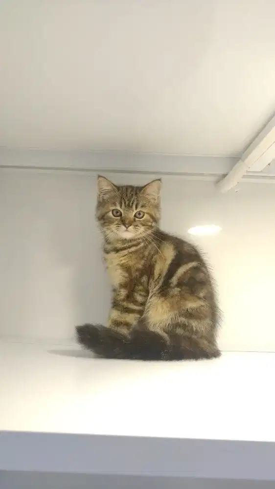 Kucing kitten scottish straigt female