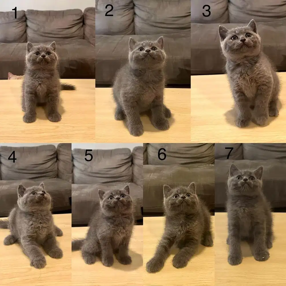 Kitten British Shorthair BSH Blue Solid Betina dan Jantan