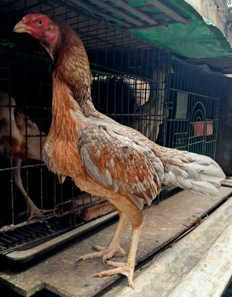 Ayam Bangkok Birma Telor Biru Harga [NEGO]