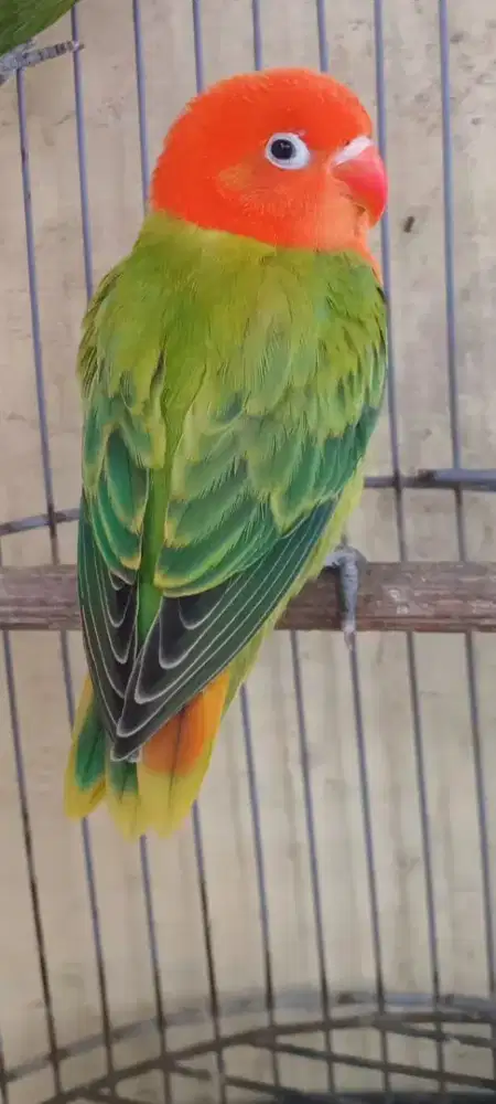 Biola paud 250 burung aja