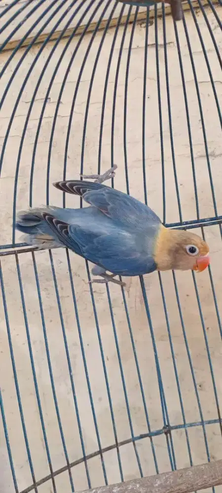 Biola pb vio 225 burung aj