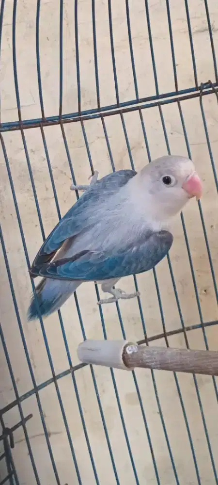 Biola ewing vio 225 burung aj
