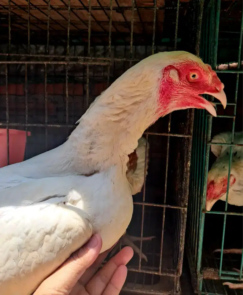 Ayam Bangkok Betina Putih sedang Bertelur umur 5,5 Bulan  [NEGOI