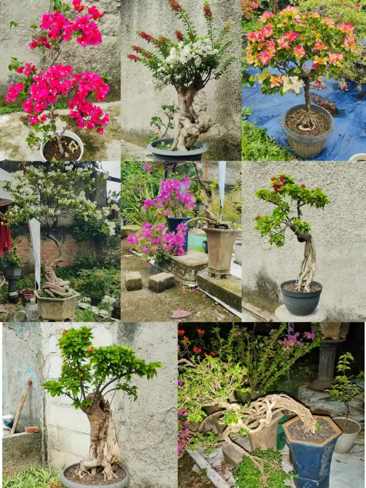 Tanaman bonsai bugenviel