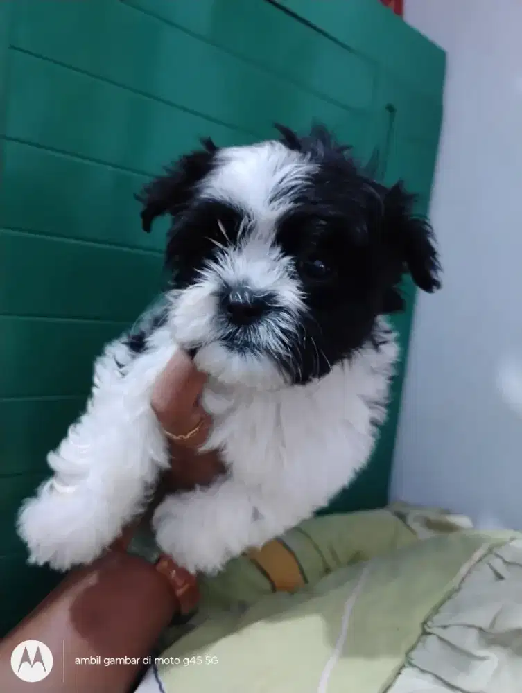 Anjing Shitzu betina usia 1,5 bulan lucu