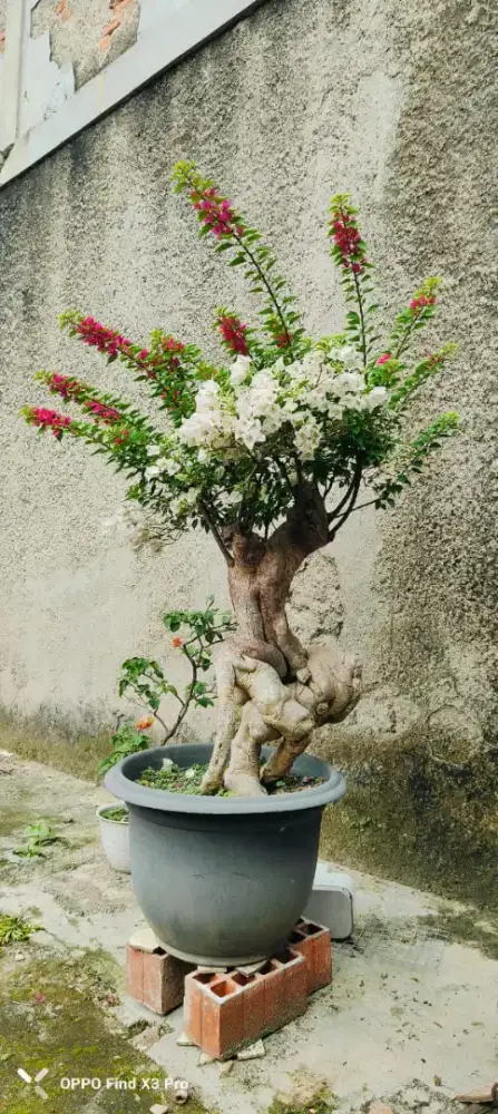 Tanaman bonsai bugenviel