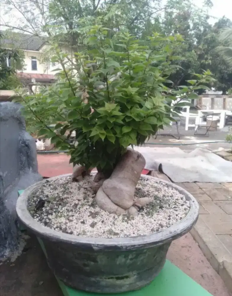 Tanaman bonsai bugenviel