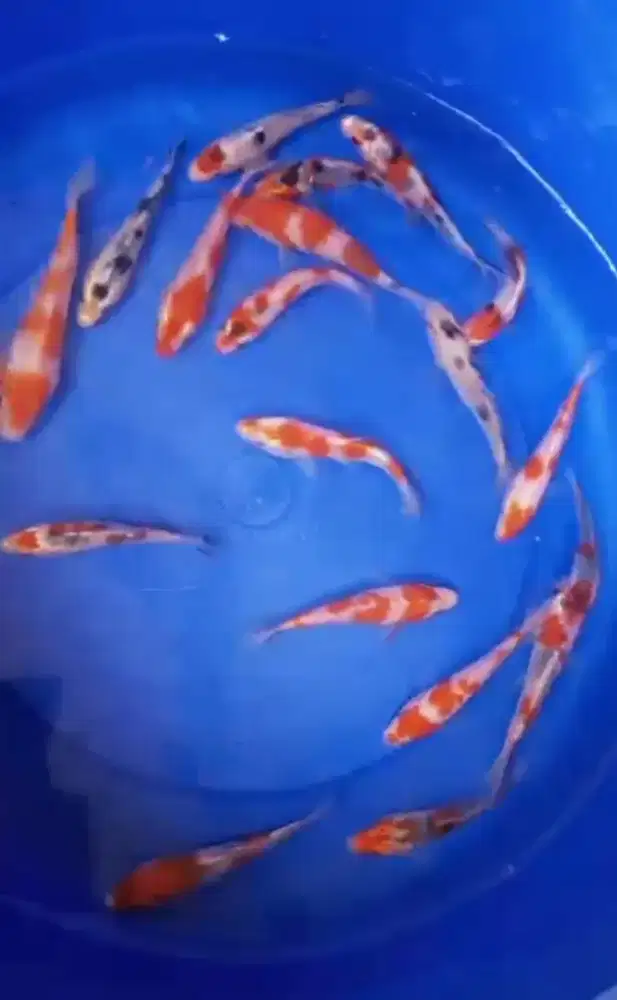 Dijual ikan koi 20 ekor size-+11-12cm, eceran juga boleh