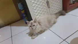 Adopsi kucing domestik