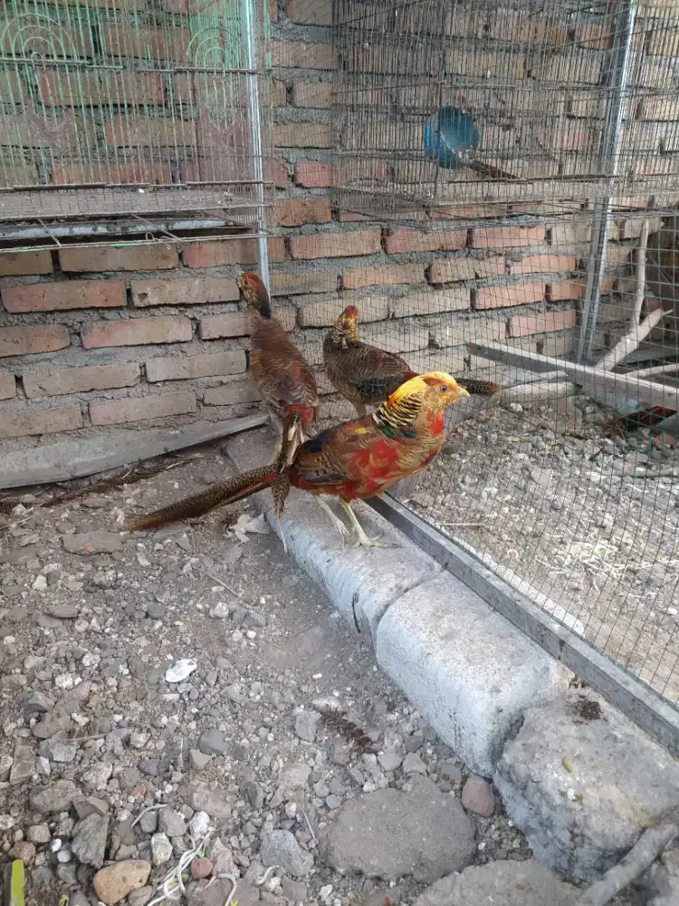 Jantan ayam hias golden pheasant atau ayam hutan tibet