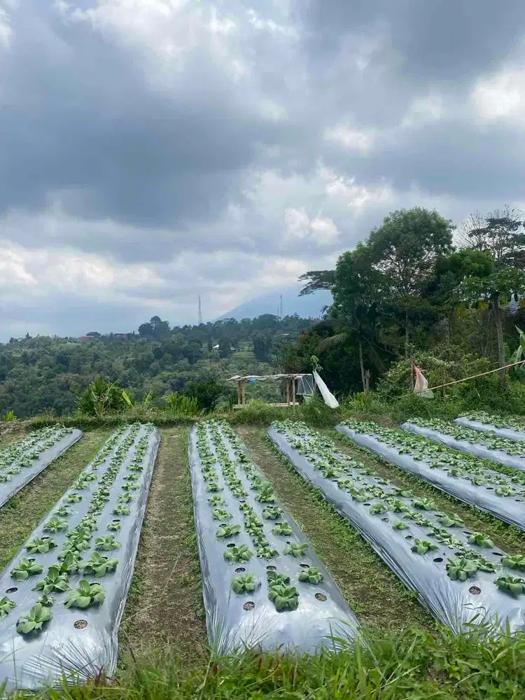 jual tanah dekat pasar baturiti tabanan