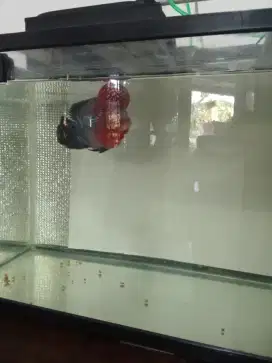 Jual ikan louhan SRD