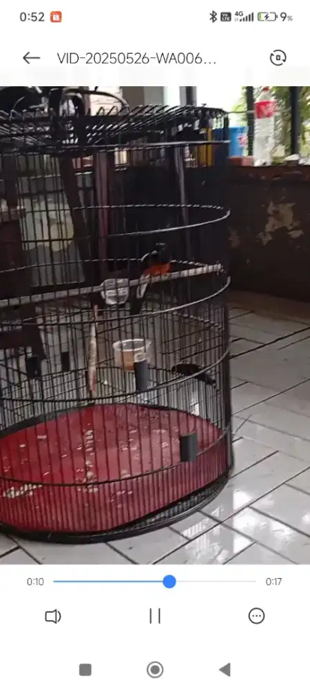 Burung murai seri f4