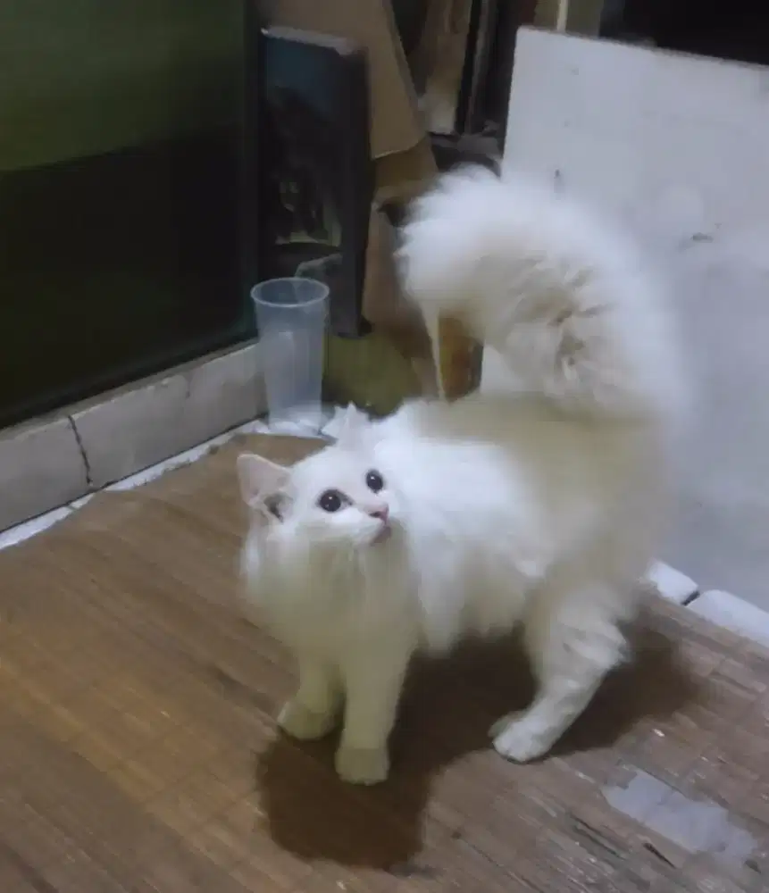 Jual anakan kucing ragdol x maincoon