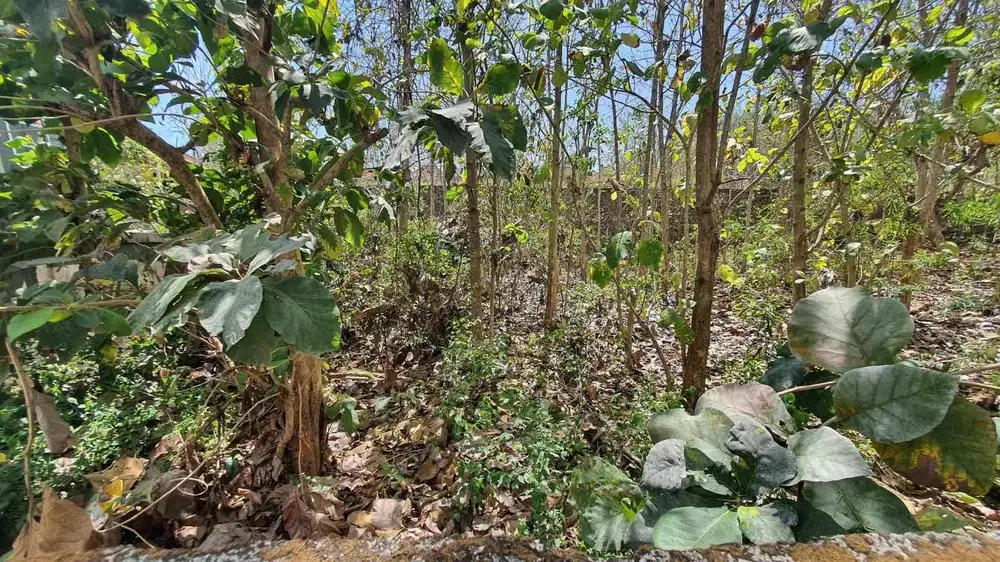 Tanah Luas Palapa Kampial Badung Bali