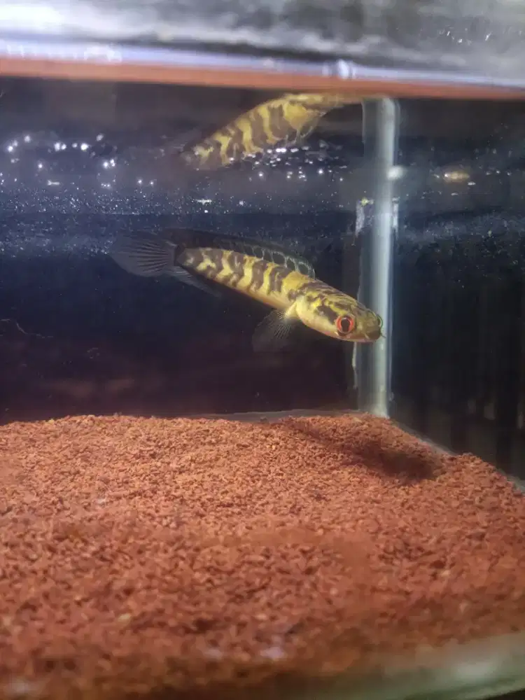 Channa Red Barito