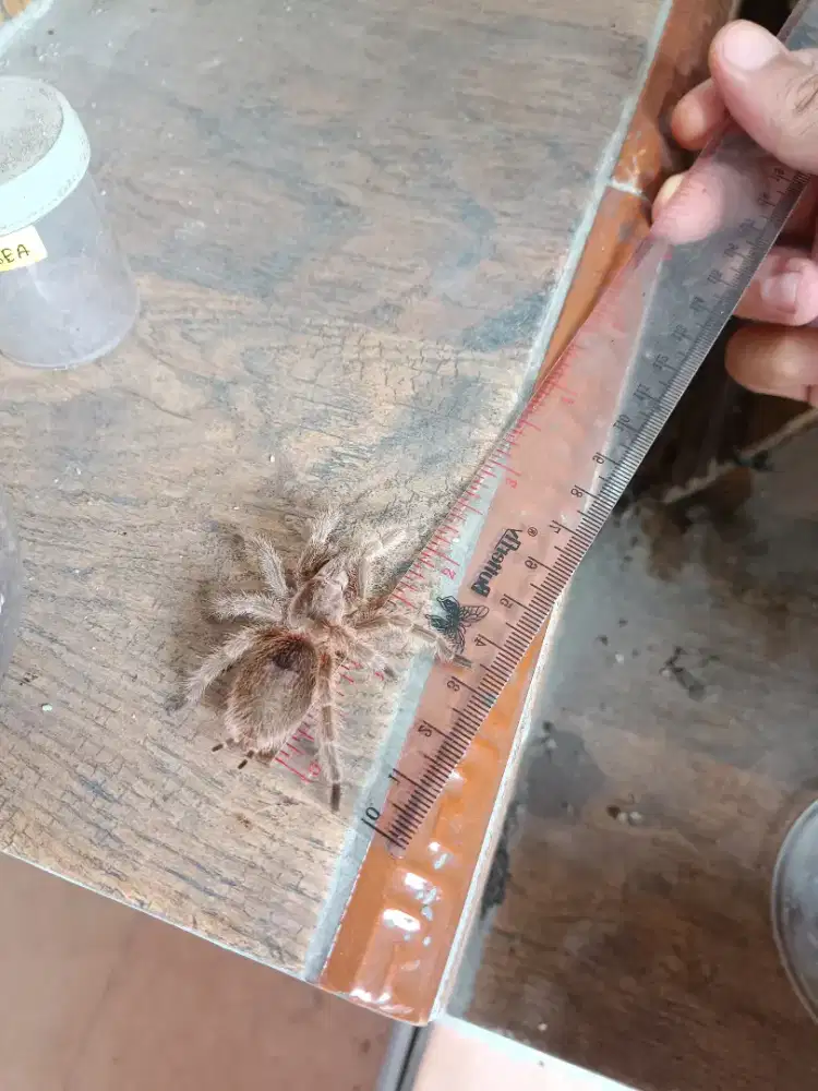 Grammostola Rosea